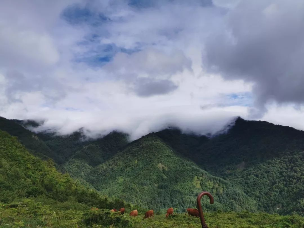 寧夏云霧山國(guó)家級(jí)自然保護(hù)區(qū).png 寧夏云霧山國(guó)家級(jí)自然保護(hù)區(qū).png