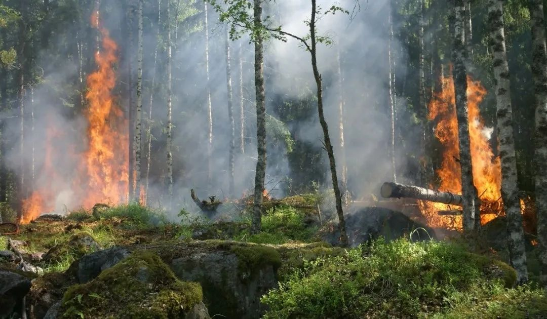 森林防火要牢記.png 森林防火要牢記.png